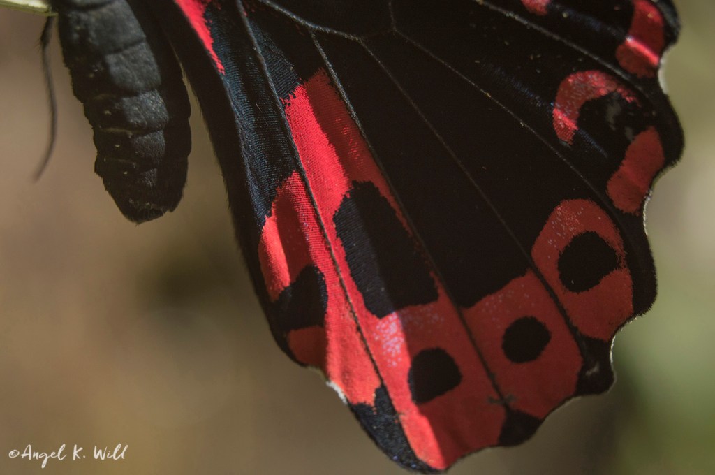 Butterflies & Botanicals