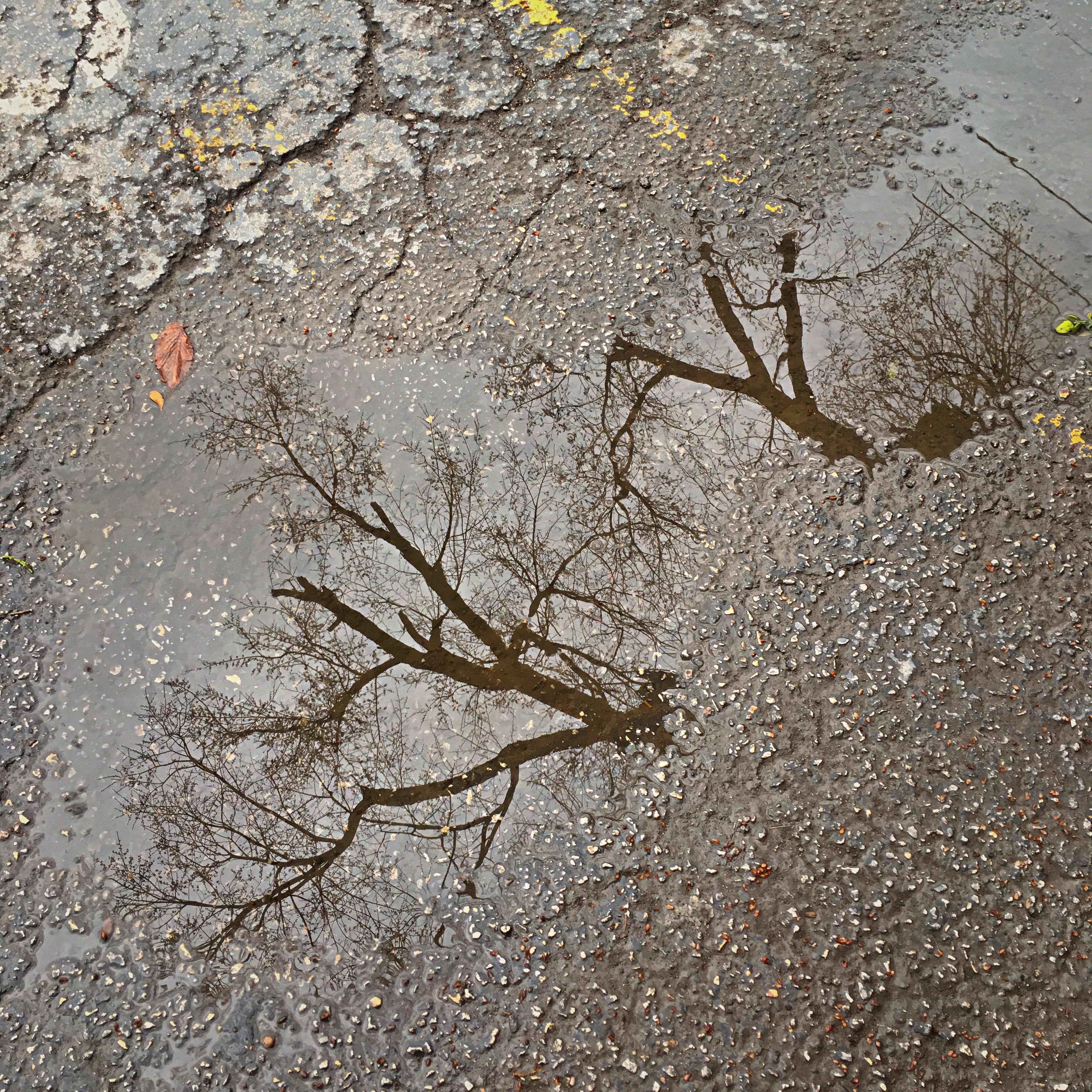 i-concrete-treetops-deep-ellum-angelkwill