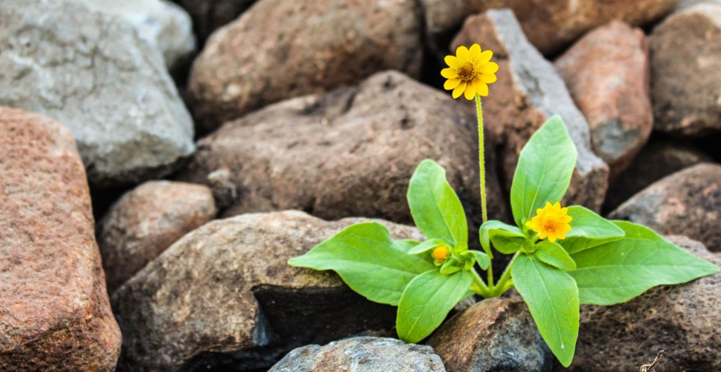 A Haiku: Resurrection