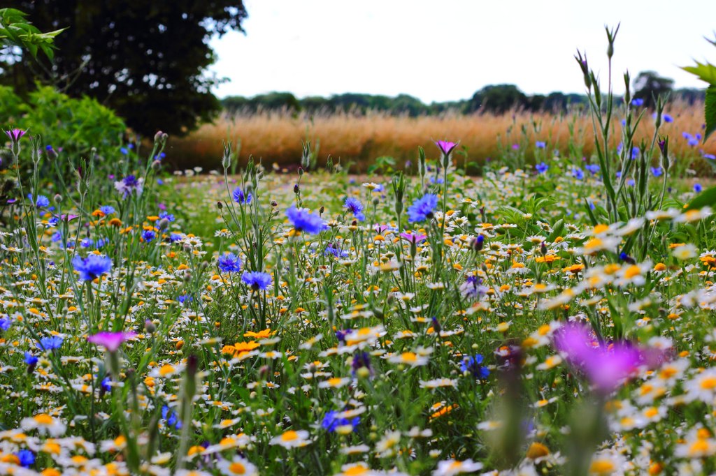 To Bloom or&nbsp;Wither